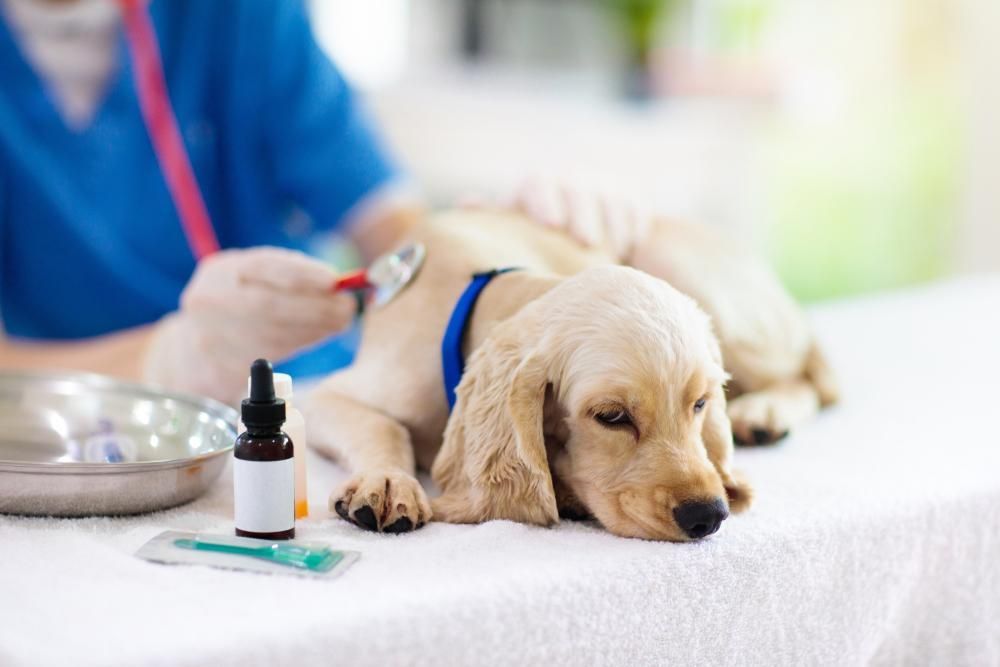 A Puppy is Laying on a Table While a Veterinarian Examines — Darwin My Vet Service in Wulagi, NT