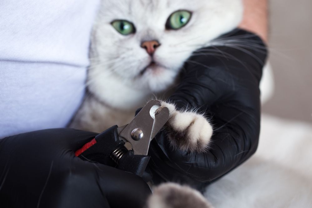 A Person is Cutting a Cat's Nails With a Pair of Scissors — Darwin My Vet Service in Wulagi, NT