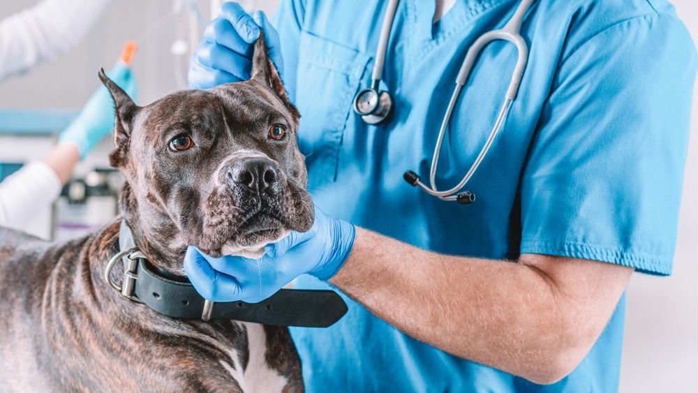 A Veterinarian is Examining a Dog in a Veterinary Clinic — Darwin My Vet Service in Wulagi, NT