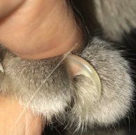 A Close Up of a Cat's Claws on a Person's Finger — Darwin My Vet Service in Wulagi, NT