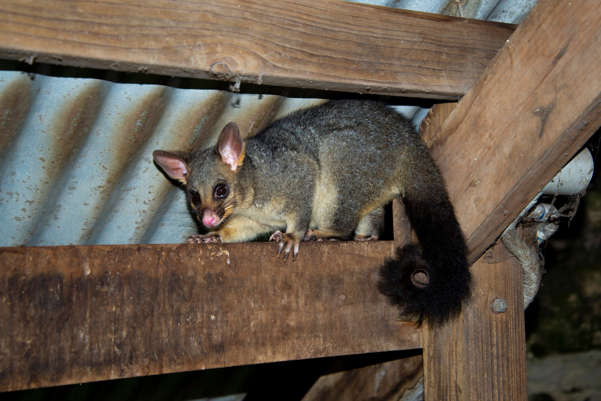 A brushtail possum is sitting on a wooden beam — Darwin My Vet Service in Wulagi, NT
