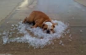 A Dog is Laying on a Pile of Ice on the Ground — Darwin My Vet Service in Wulagi, NT
