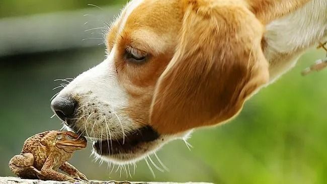 A Dog is Sniffing a Frog on a Rock — Darwin My Vet Service in Wulagi, NT