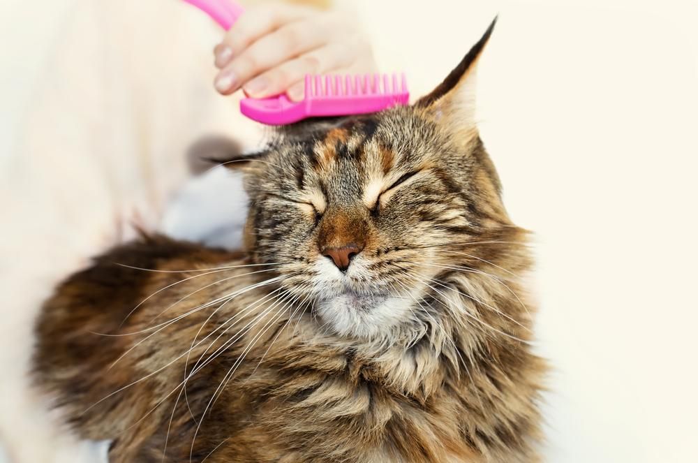 A Person is Brushing a Cat With a Pink Brush — Darwin My Vet Service in Wulagi, NT