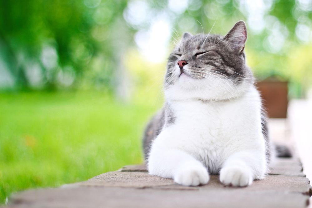 A Gray and White Cat is Laying on a Wooden Table — Darwin My Vet Service in Wulagi, NT
