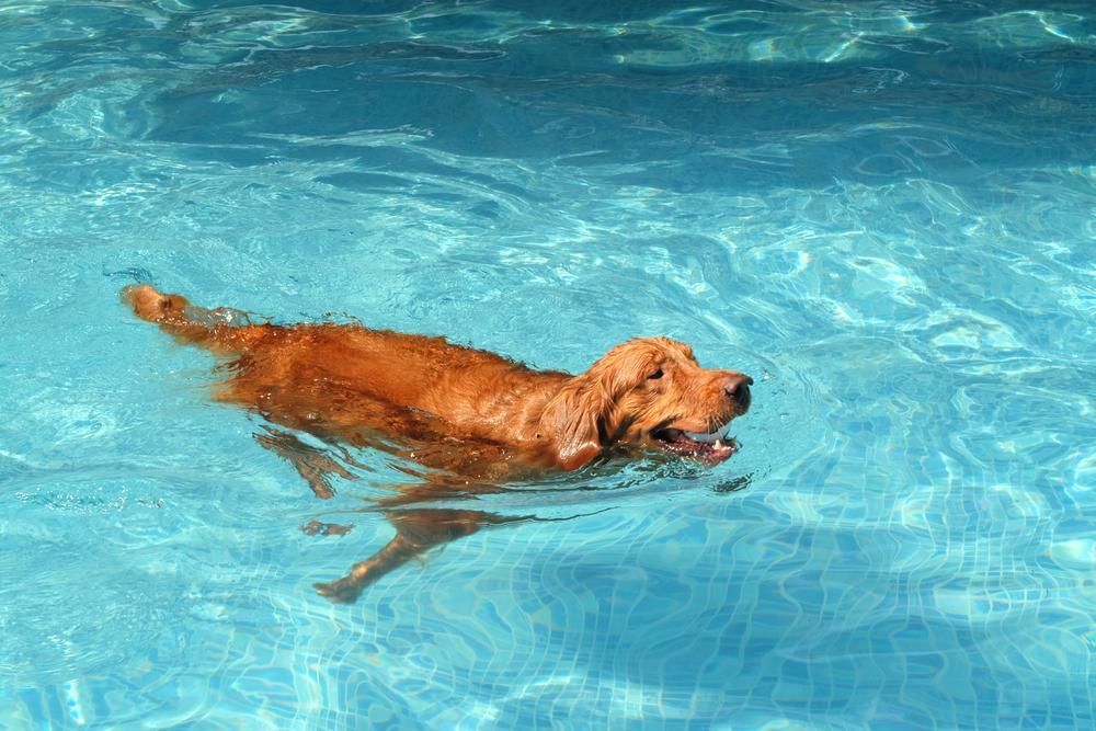 A Dog is Swimming in a Swimming Pool — Darwin My Vet Service in Wulagi, NT