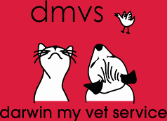 Vet in Darwin