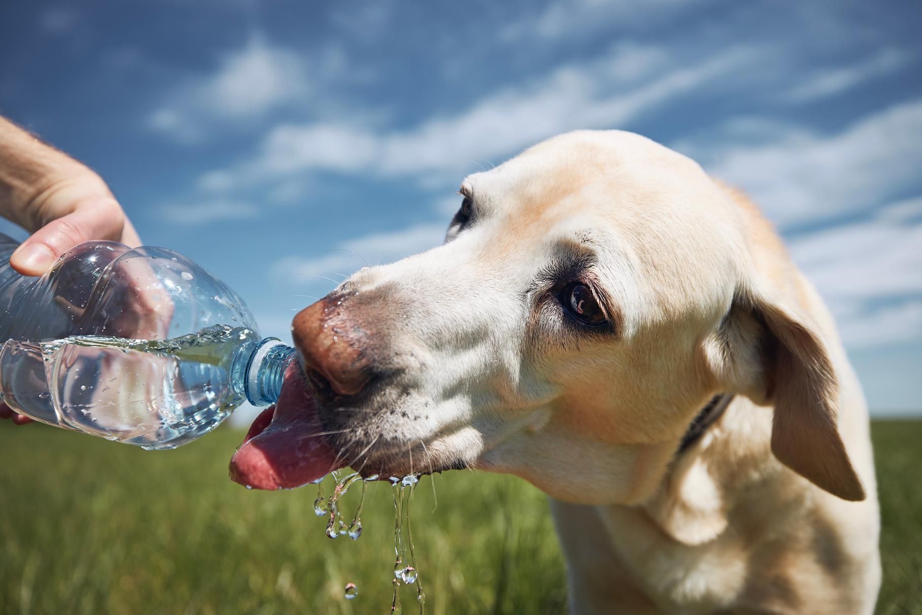 A Dog is Drinking Water From a Plastic Bottle — Darwin My Vet Service in Wulagi, NT