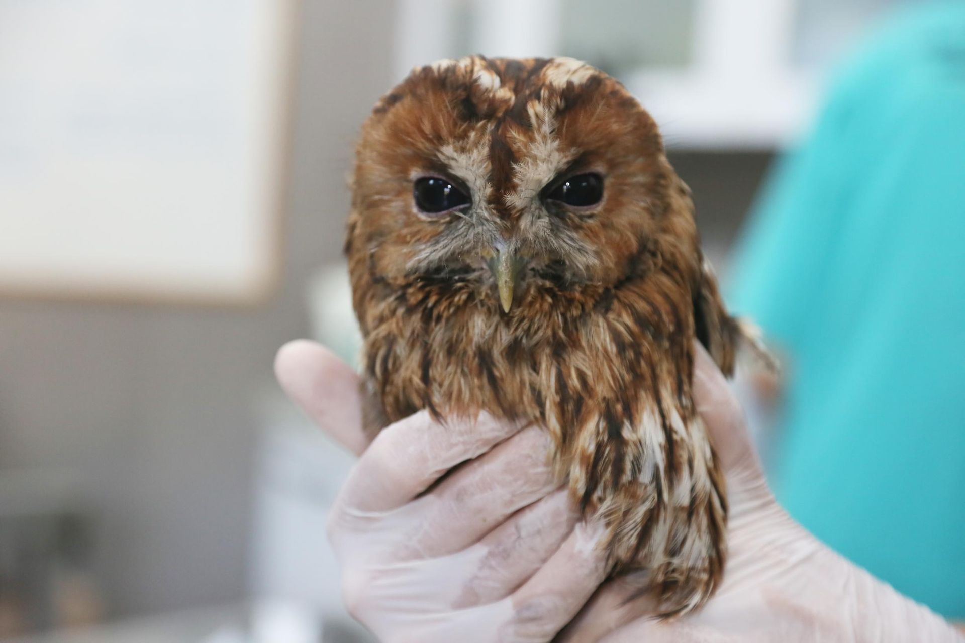 A Person is Holding a Small Owl in Their Hands — Darwin My Vet Service in Wulagi, NT