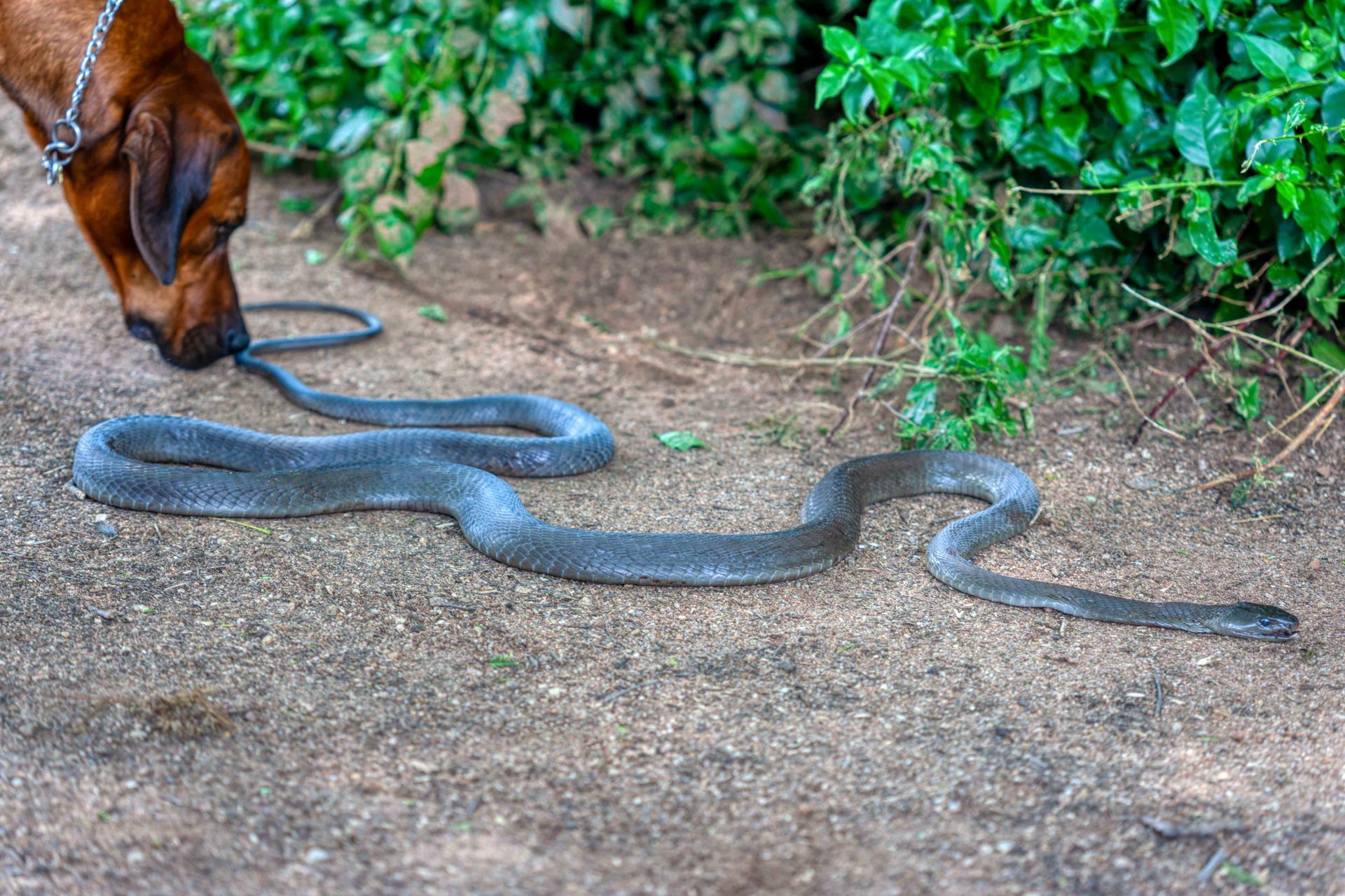 A Dog is smelling a snake on the ground— Darwin My Vet Service in Wulagi, NT