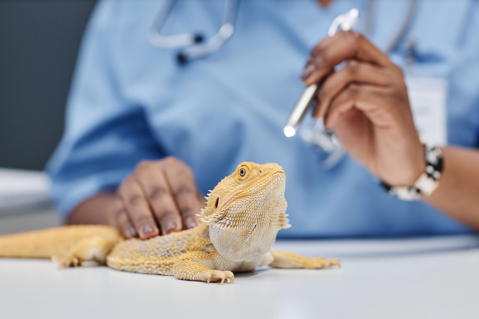 A Bearded Dragon is Being Examined by a Veterinarian — Darwin My Vet Service in Wulagi, NT