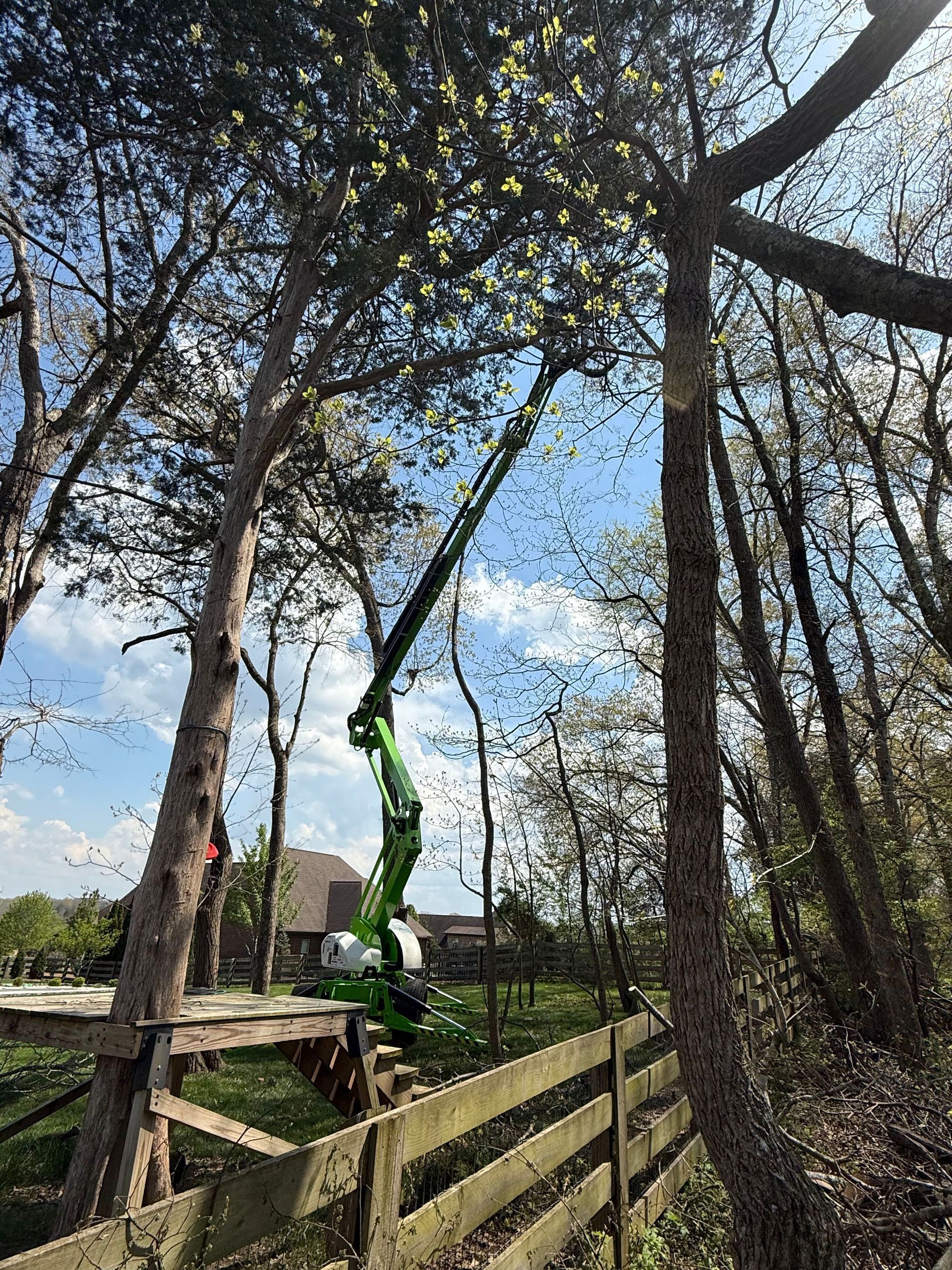 A person is cutting a tree branch with a pair of scissors.