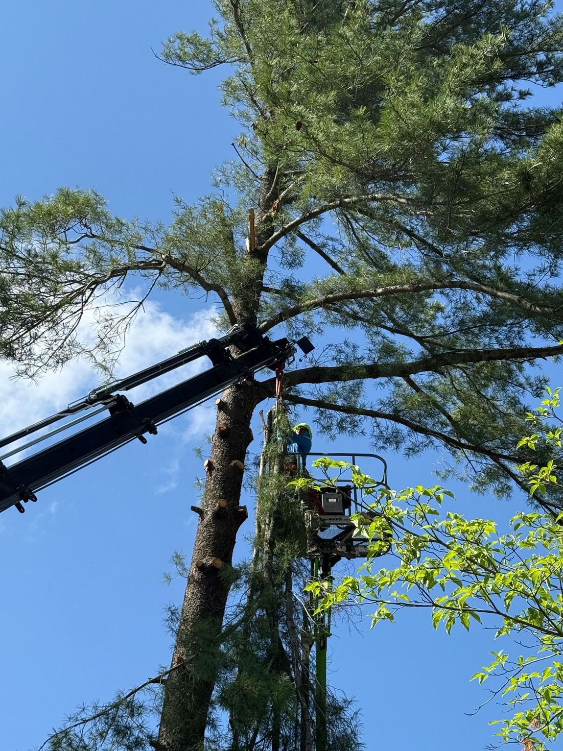 A man is cutting and trimming a tree with a chainsaw.