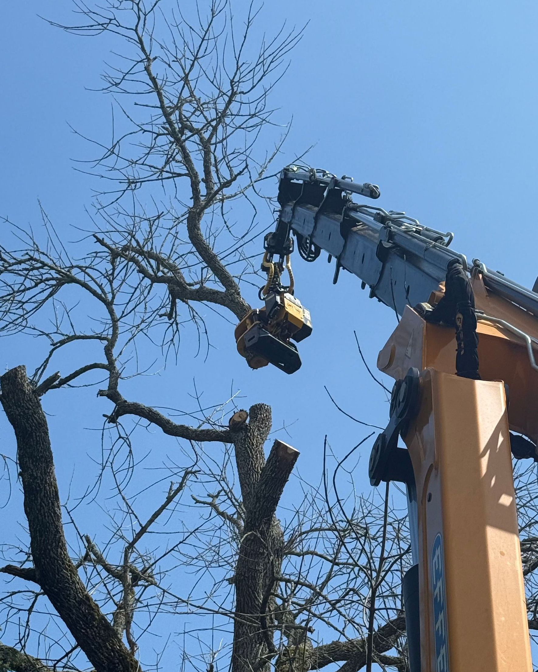 Tree being removed with a grapple saw crane