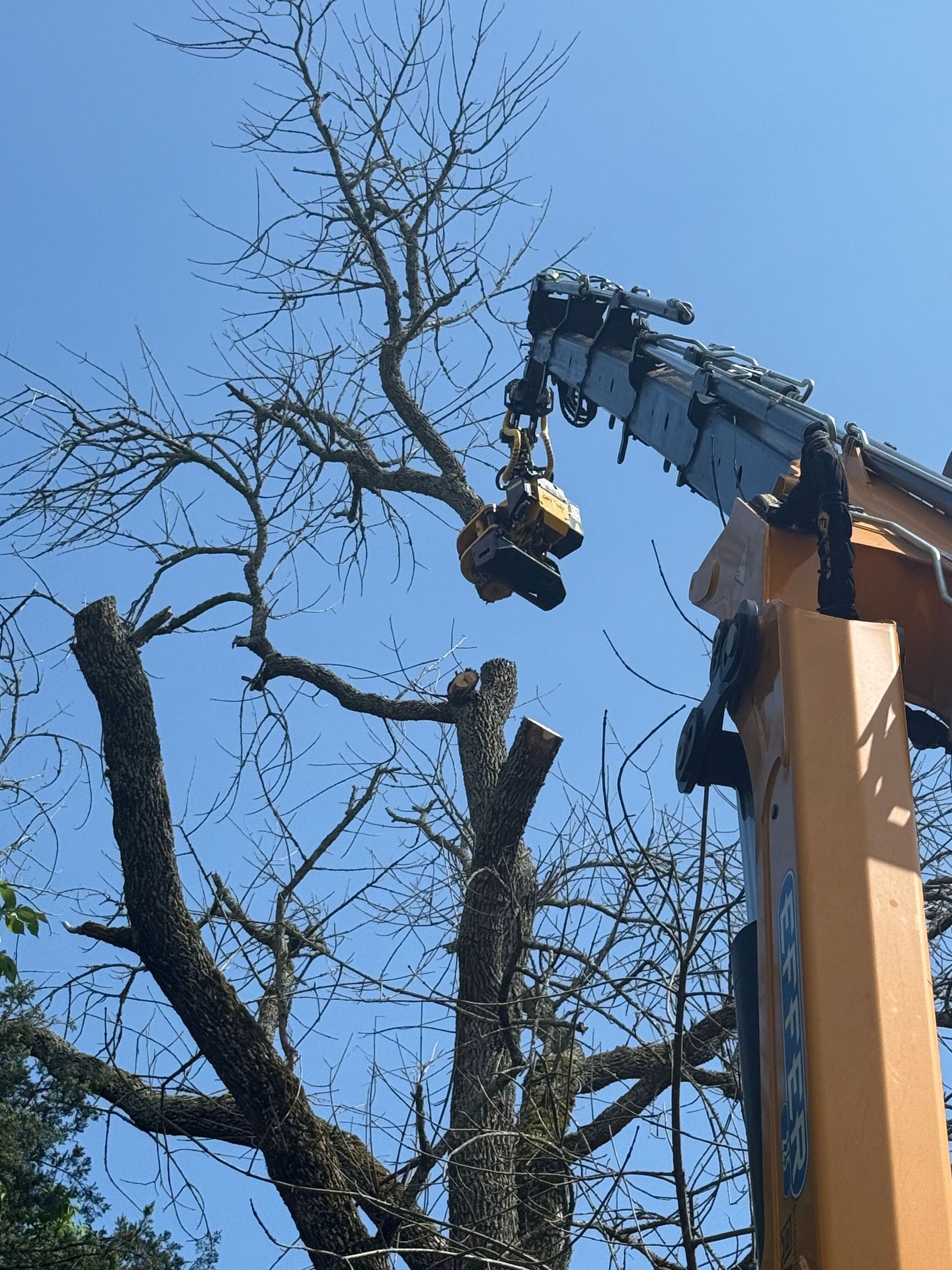 A tree being trimmed by an orange crane against a blue sky.