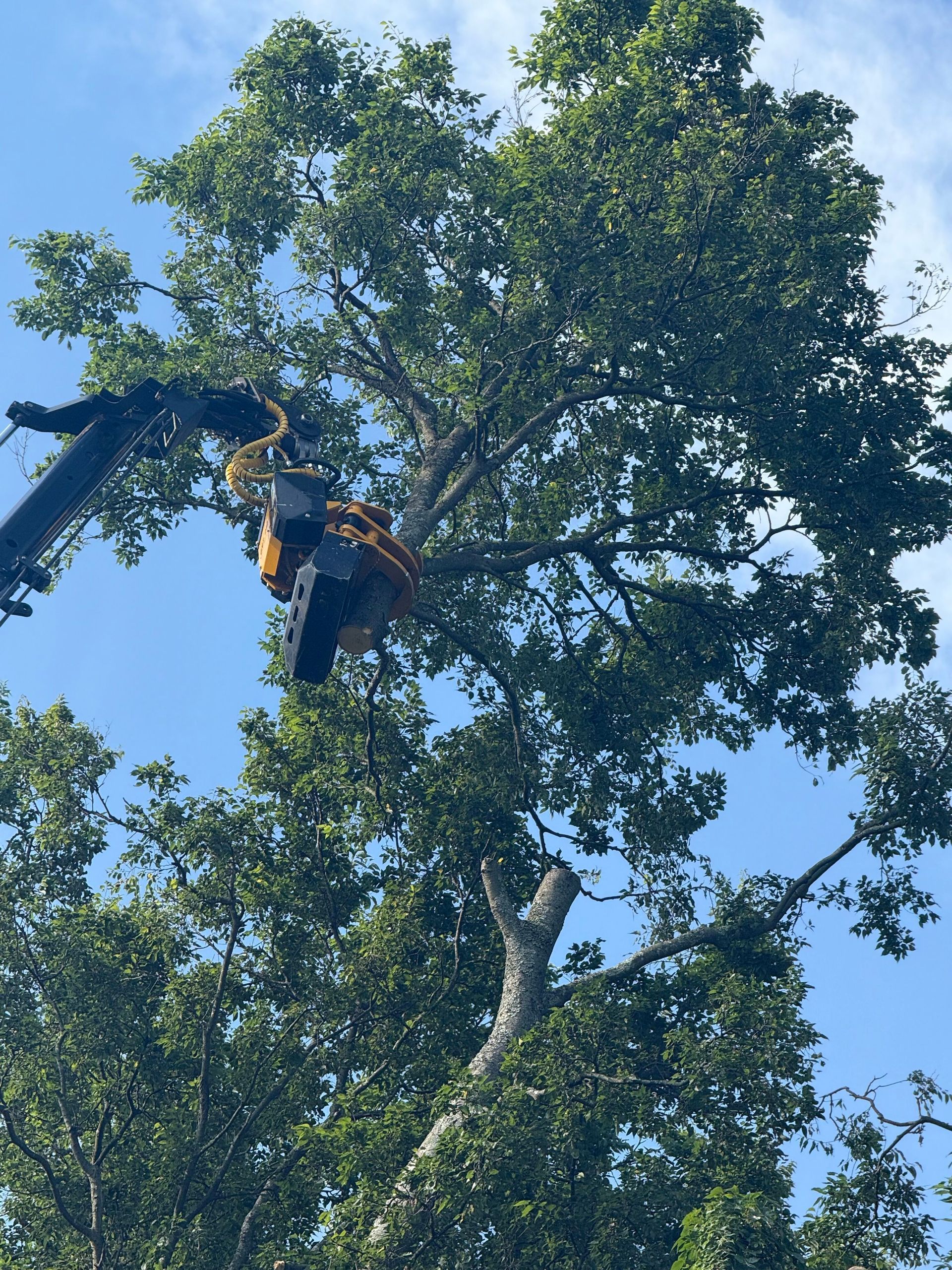 A mechanical arm with a saw is cutting a tree branch against a blue sky.