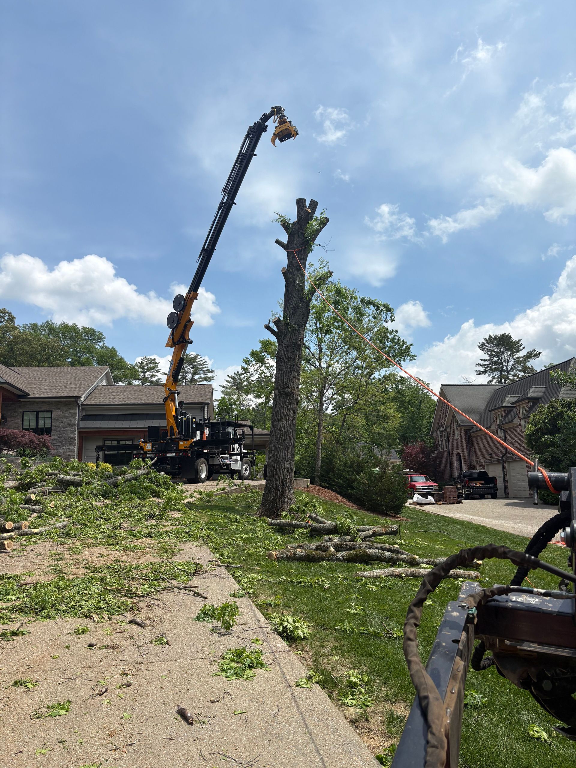 A tall tree being trimmed by a crane with a man operating it on a sunny day in a suburban area.