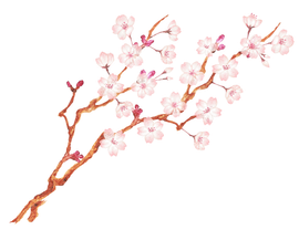 Ramo di ciliegio con delicati fiori rosa e steli marroni.