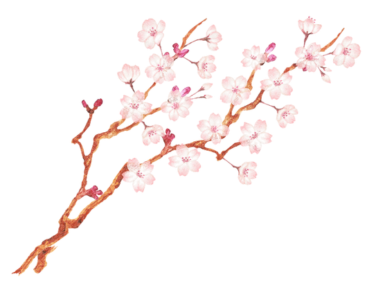 Ramo di ciliegio con fiori rosa.