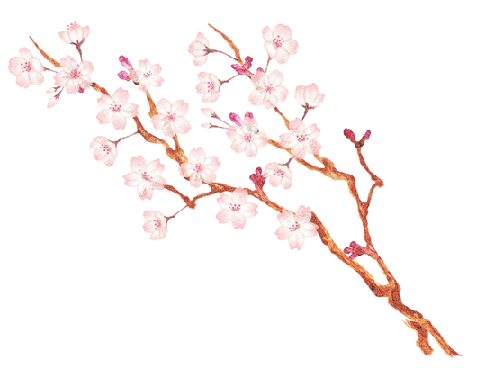 Ramo di ciliegio con fiori rosa e steli marroni su sfondo bianco.