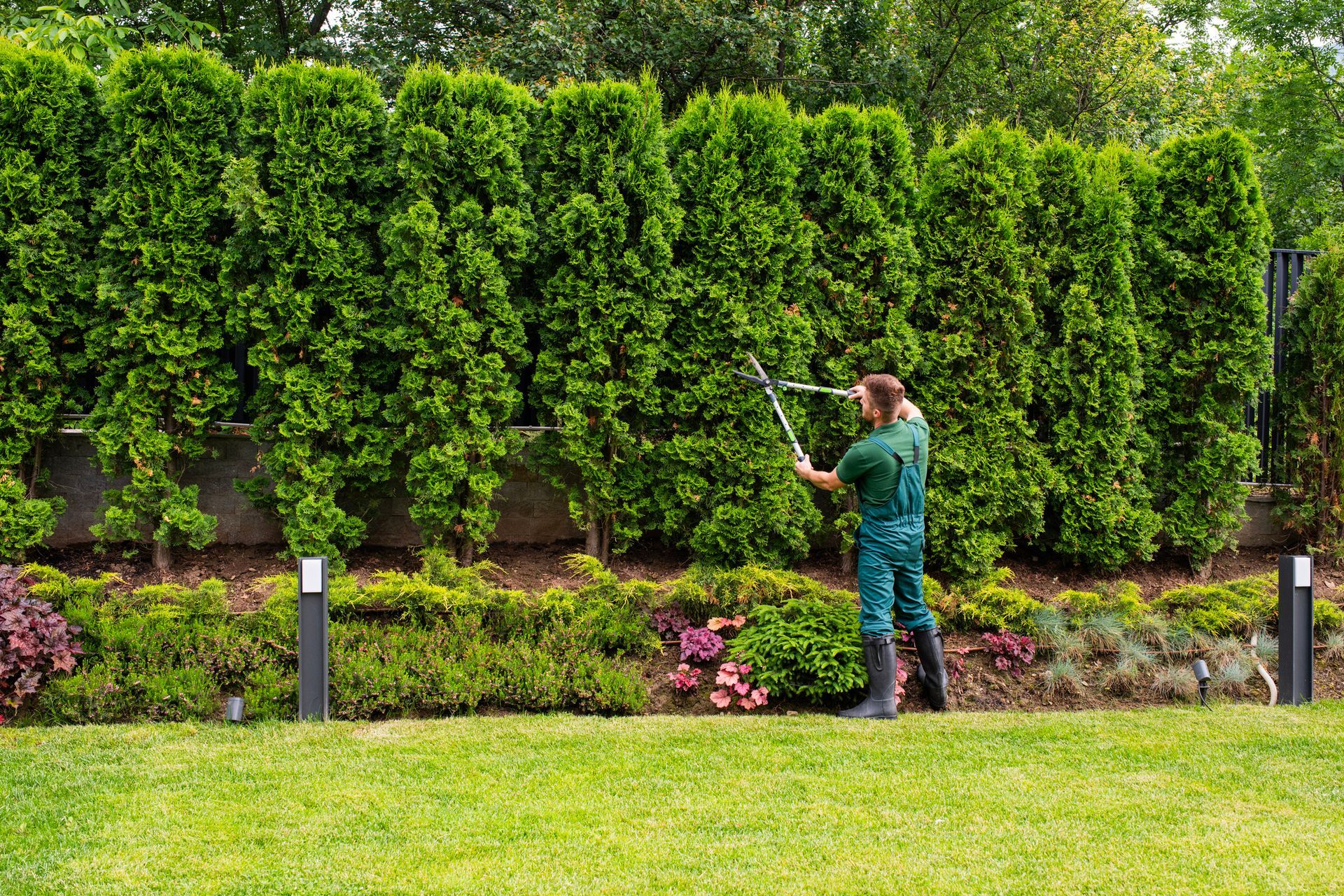 A man is cutting a bush with a hedge trimmer in a garden.