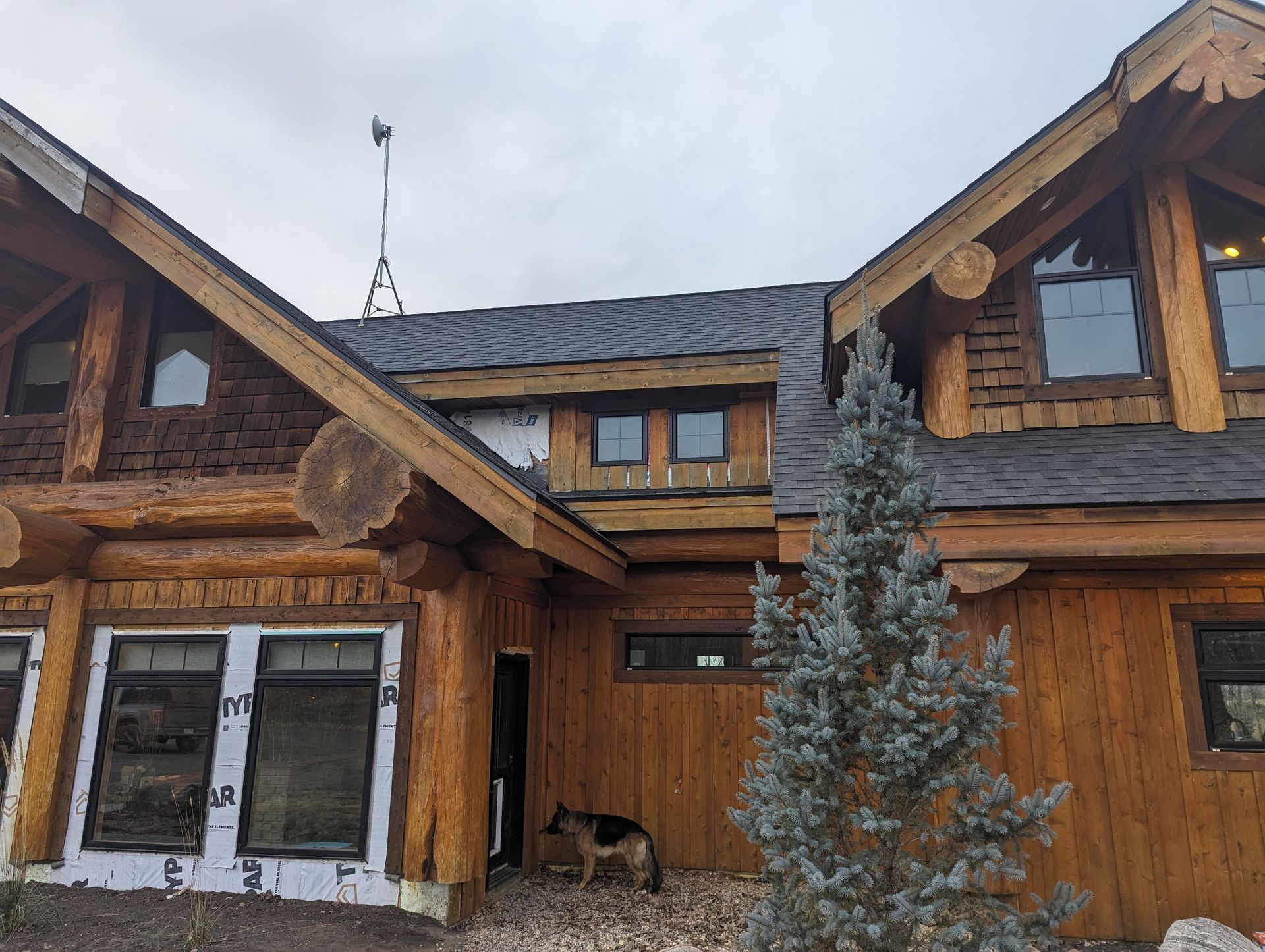 Log cabin under construction; dog in doorway.
