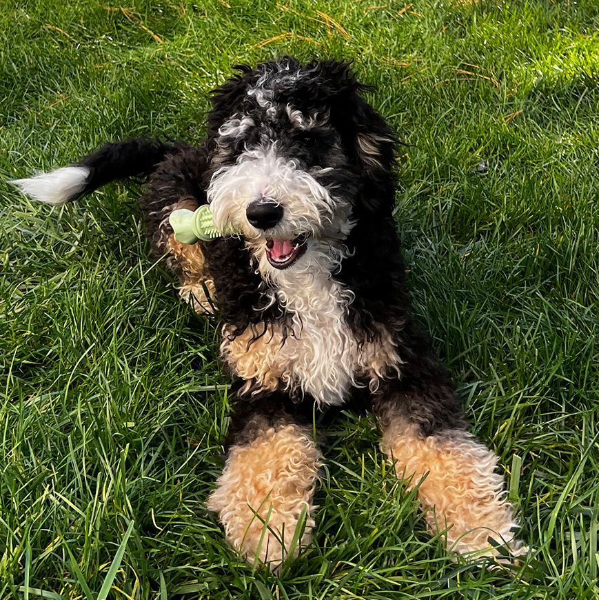 A Black and White Dog is Laying in the Grass With a Toy in Its Mouth.
