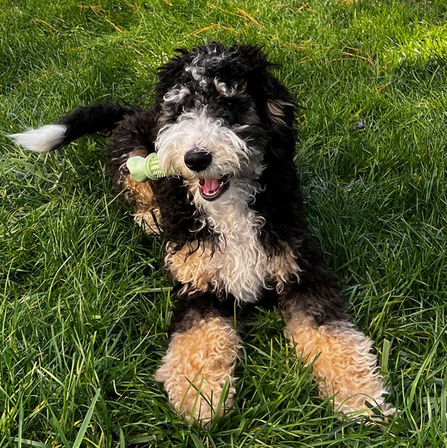 A Black and White Dog is Laying in the Grass With a Toy in Its Mouth