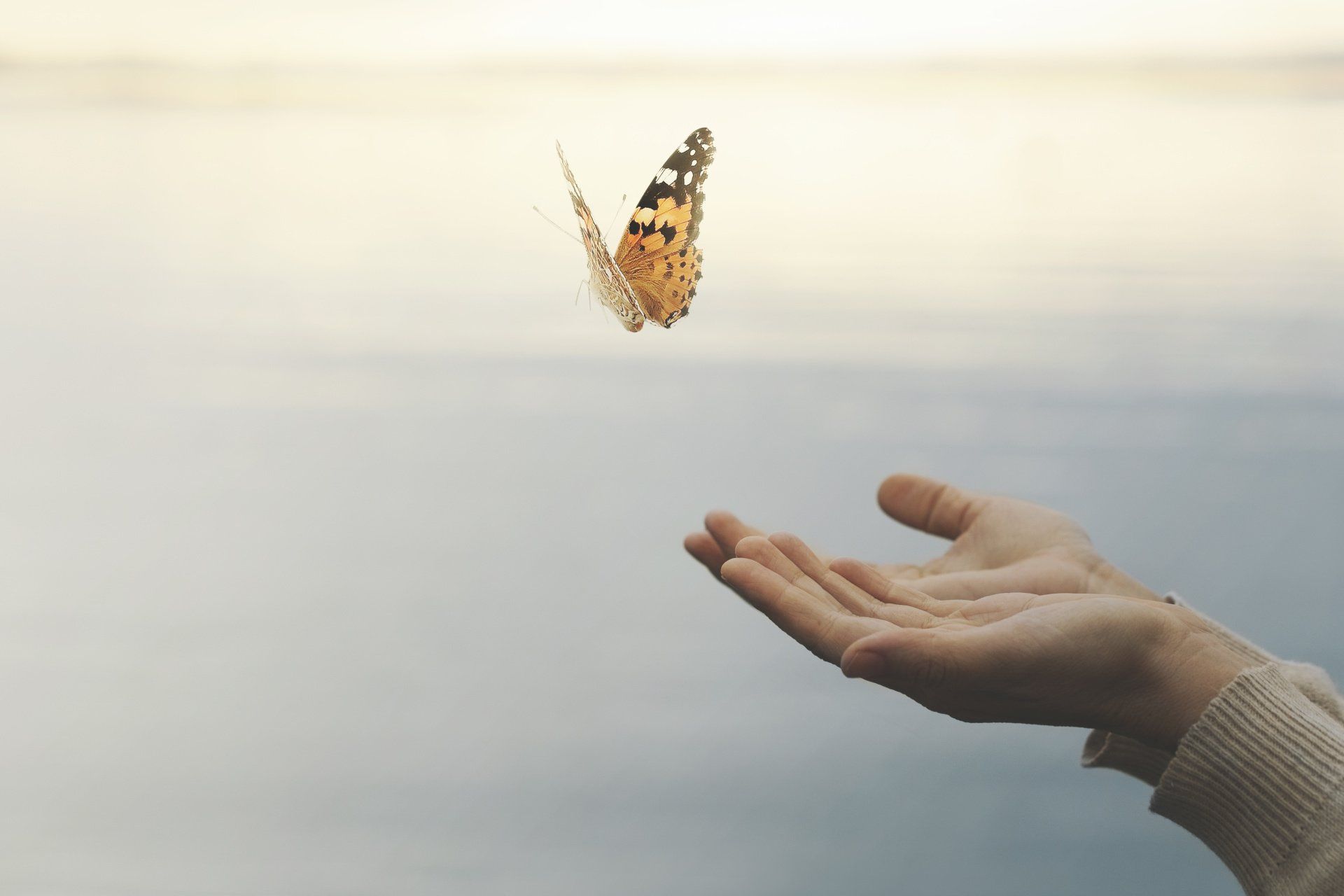 hands holding up releasing a butterfly