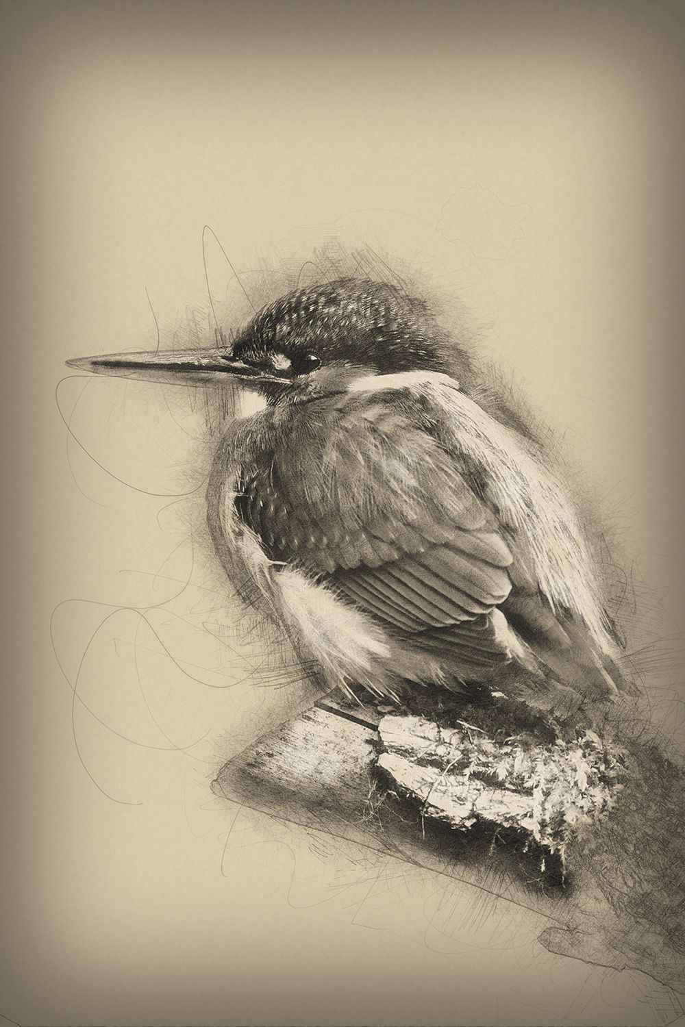 Effet dessin à la main martin pêcheur