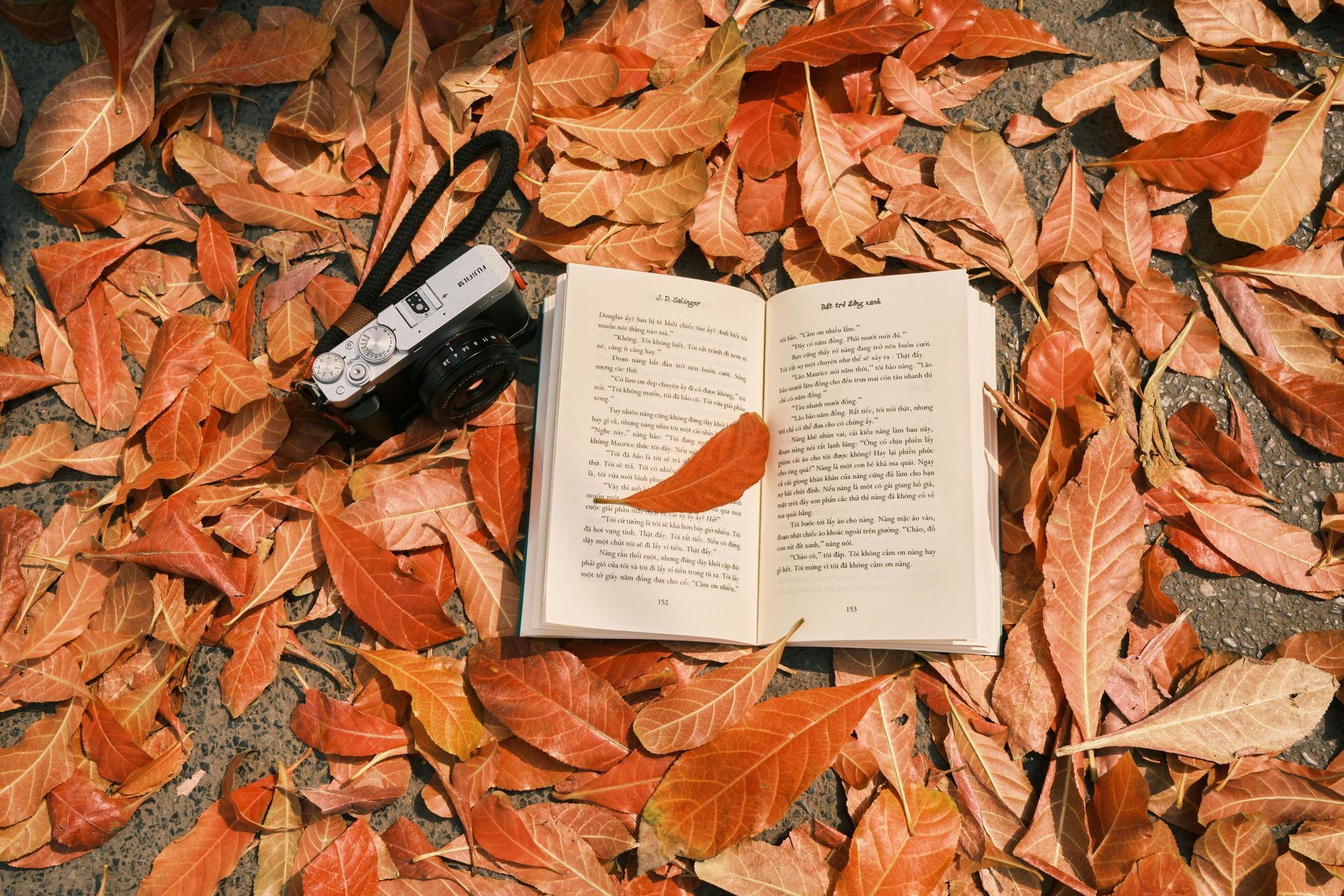 Open book and camera surrounded by fallen orange leaves on the ground.