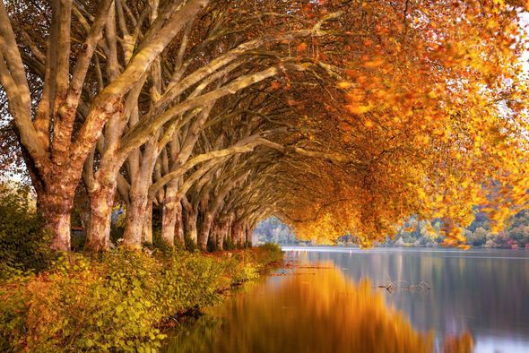Row of trees with golden leaves arch over a calm lake, reflecting fall colors.