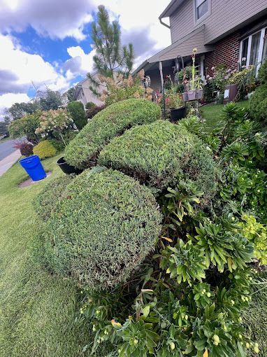 A bunch of bushes are growing in front of a house.