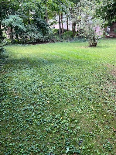 A large lush green lawn with trees in the background.