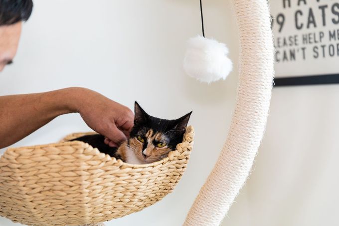 A man is petting a cat in a wicker basket