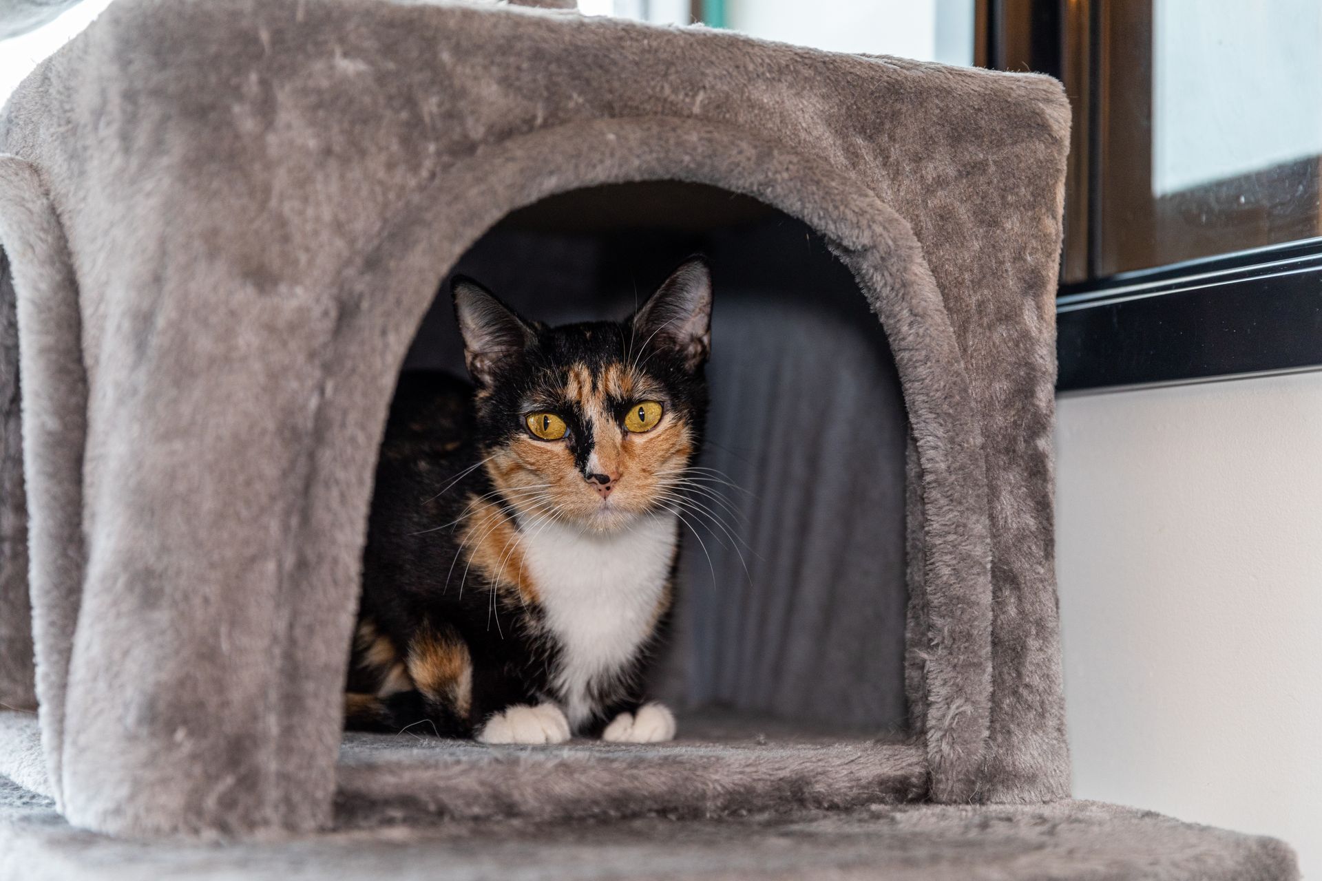 A calico cat is sitting in a cat house on a cat tree.