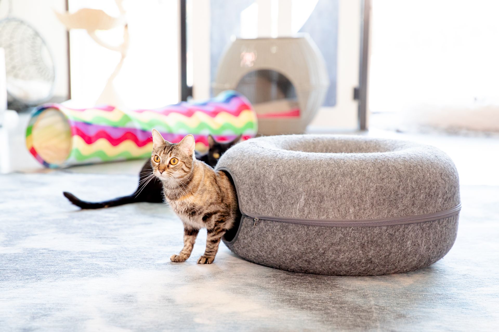 A cat is playing with a tire-shaped cat bed at Cat & Craft Vista