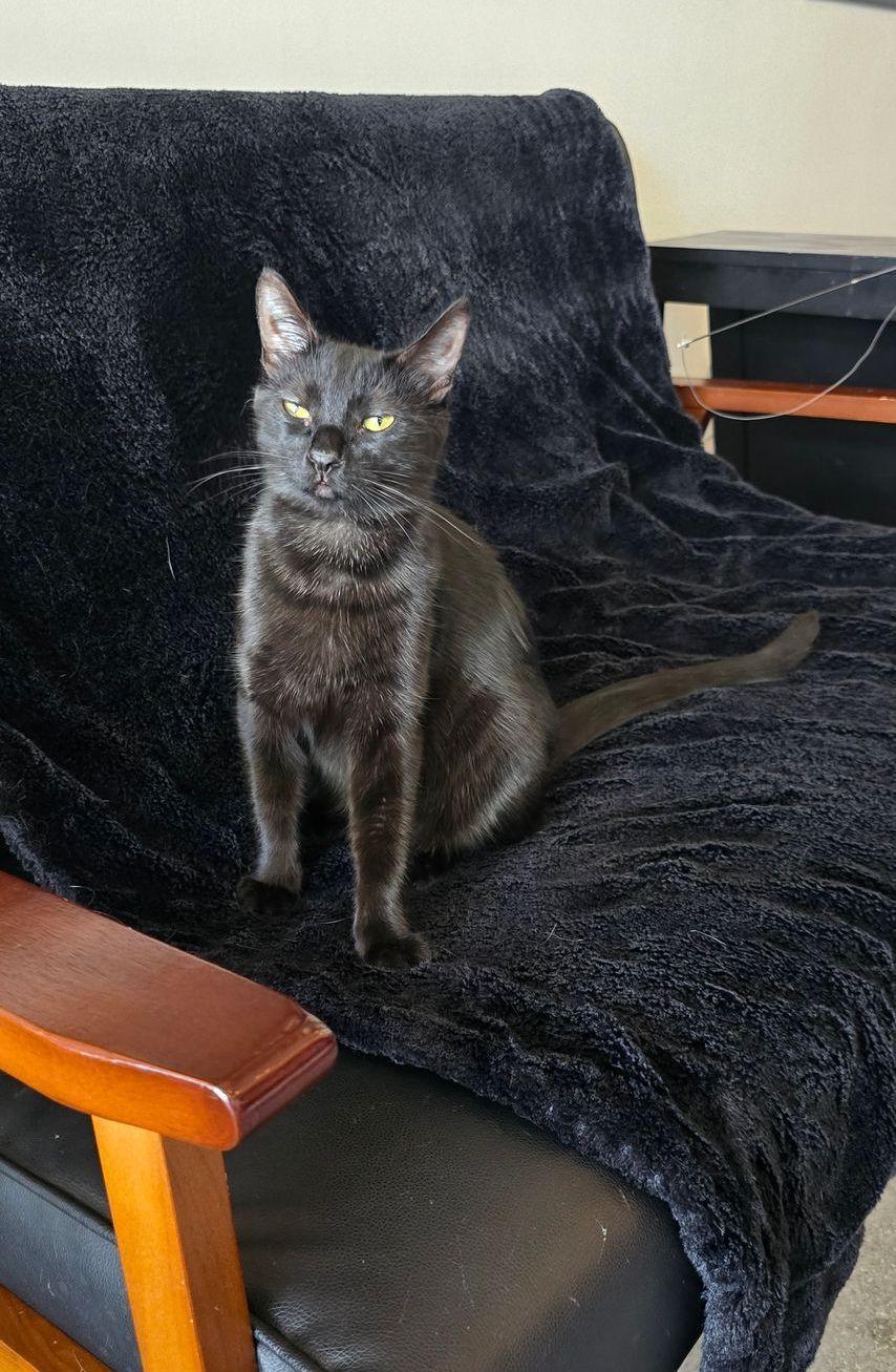 A black cat is sitting on a black couch covered in a black blanket.