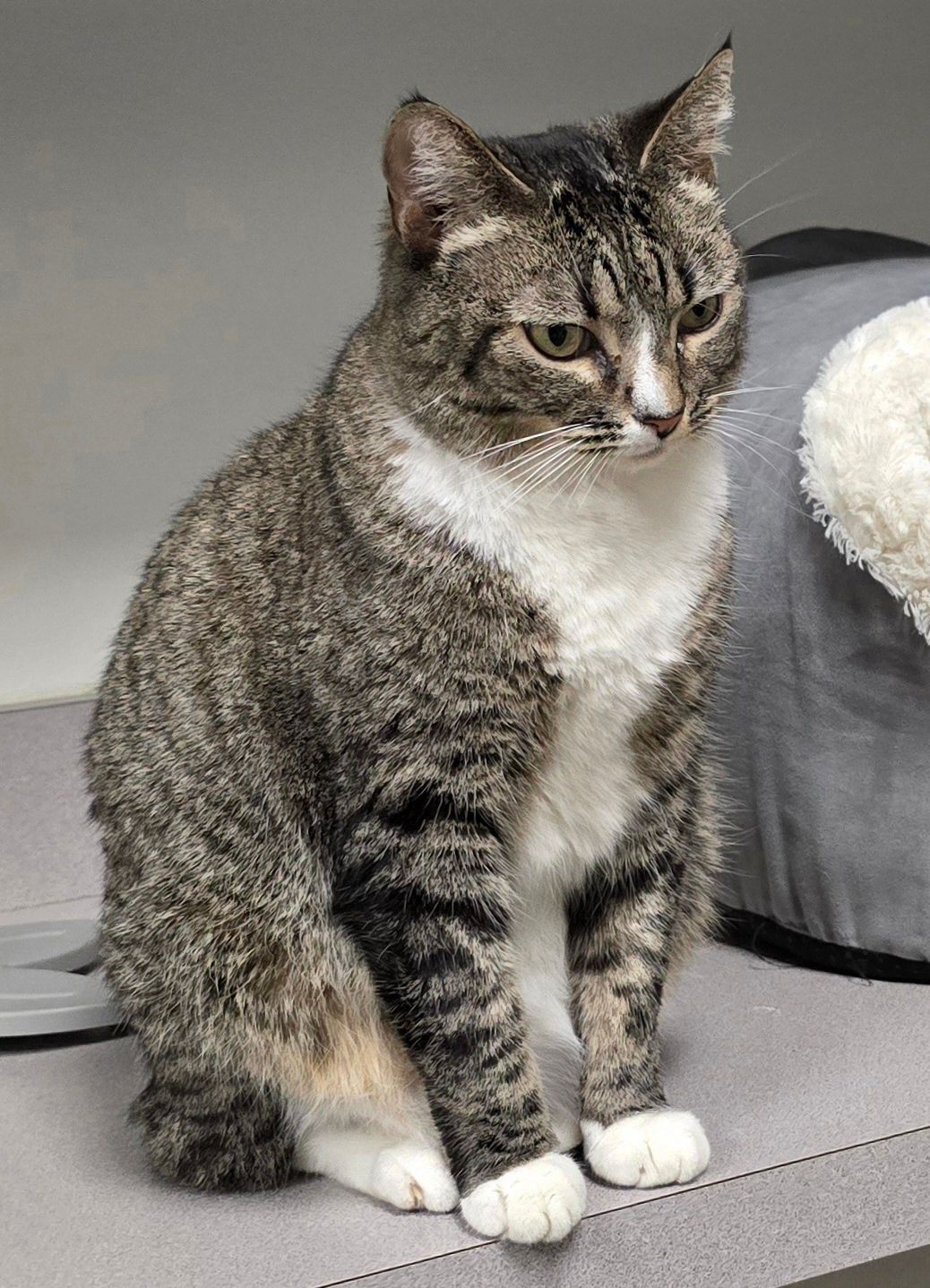 A cat is sitting on a bench and looking at the camera.