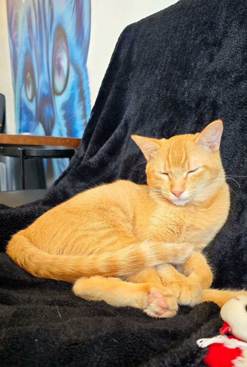 A cat is laying on a couch with its eyes closed