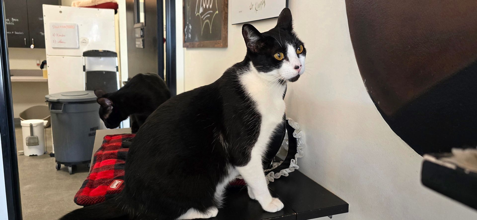 A black and white cat is sitting on a table in a room.
