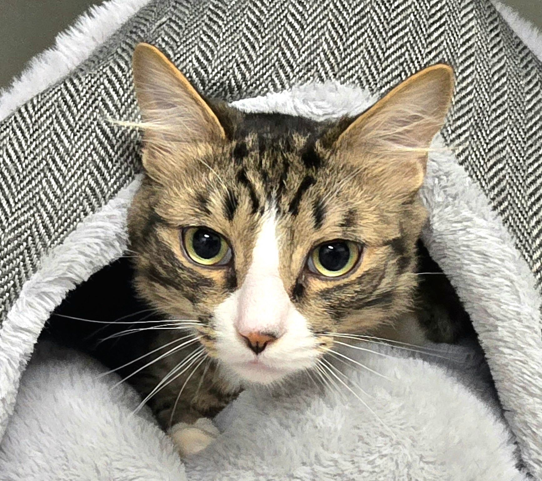 A cat is laying under a blanket and looking at the camera.