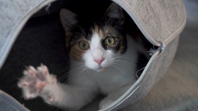 San Diego Lost And Found Animal Shelter Near Me San Diego Humane