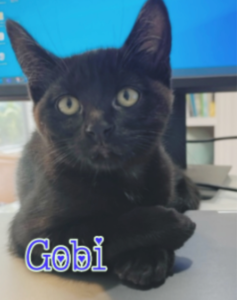 A black cat with gobi written on it