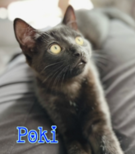 A cat with the name poki on it