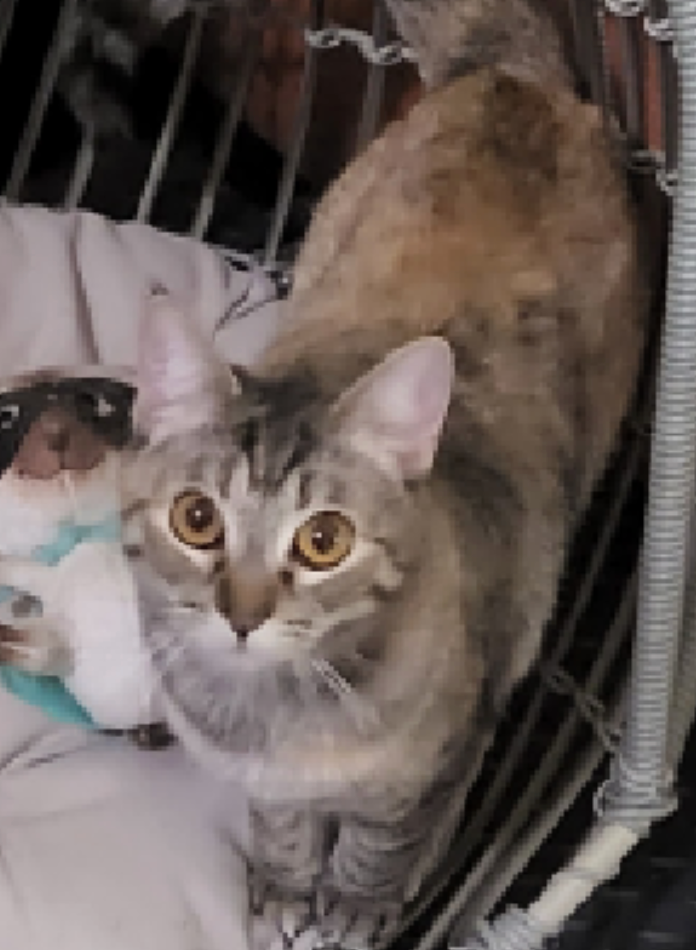 A cat is sitting in a cage and looking at the camera.