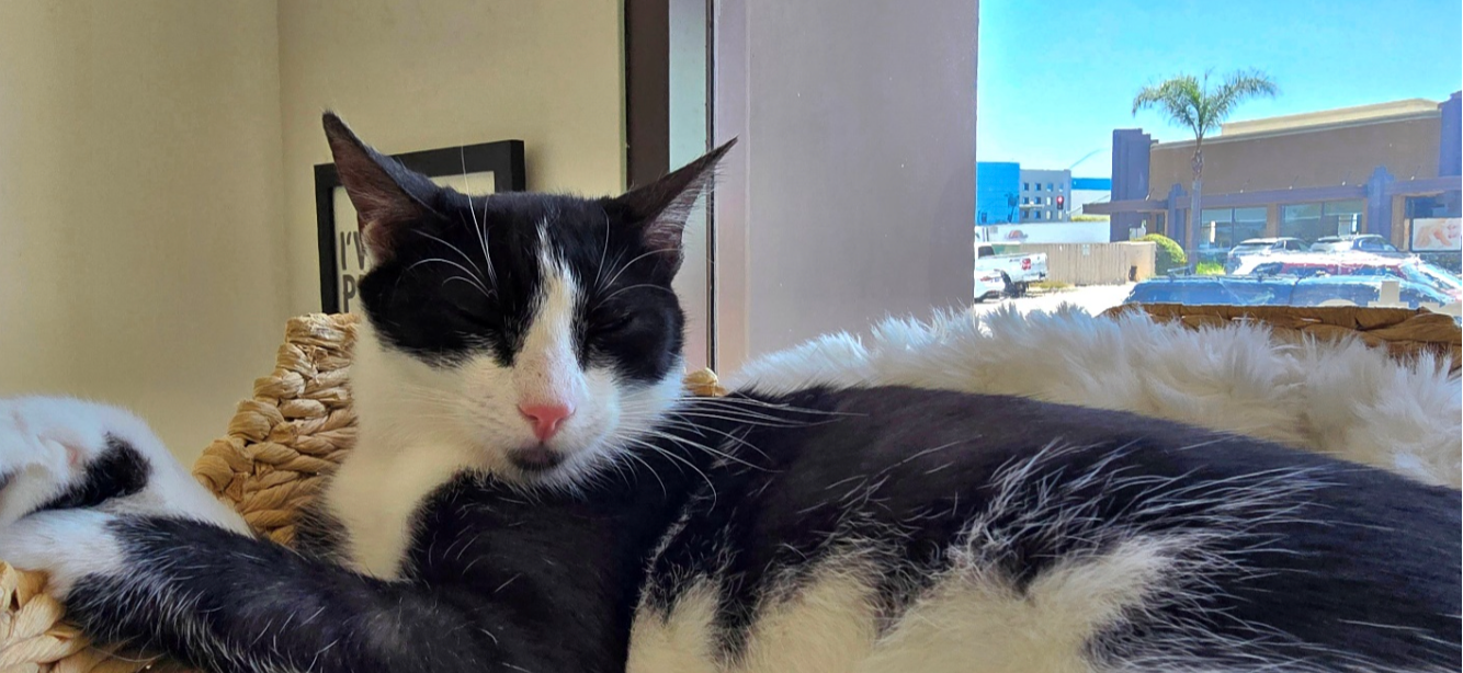 A black and white cat is laying on a wicker chair in front of a window.