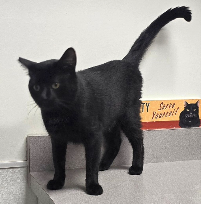 A black cat standing on a counter next to a sign that says 