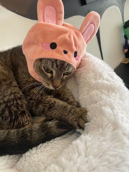 A cat wearing a pink bunny hat is laying on a white blanket.
