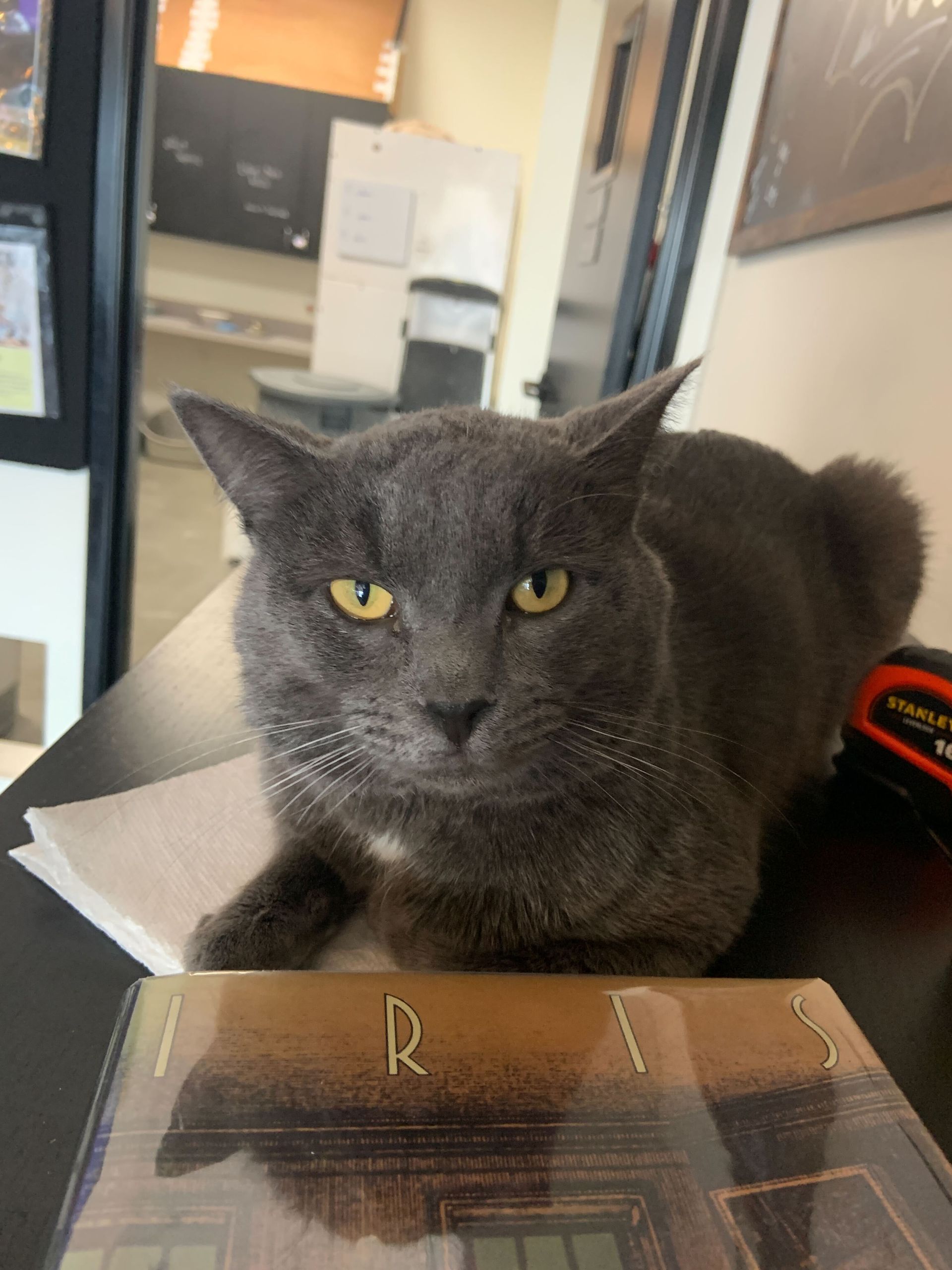 A gray cat is laying on a desk next to a book with the letter r on it